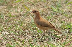 Rufous Hornero